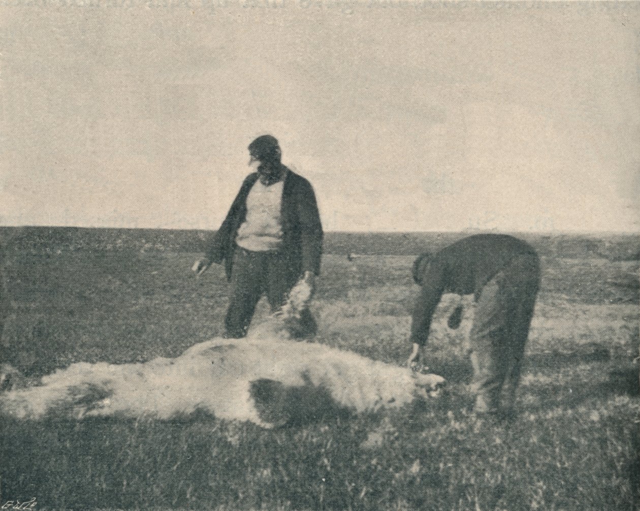 Um urso morto na ilha das renas 21 de agosto de 1893, 1893 1897 de Unbekannt