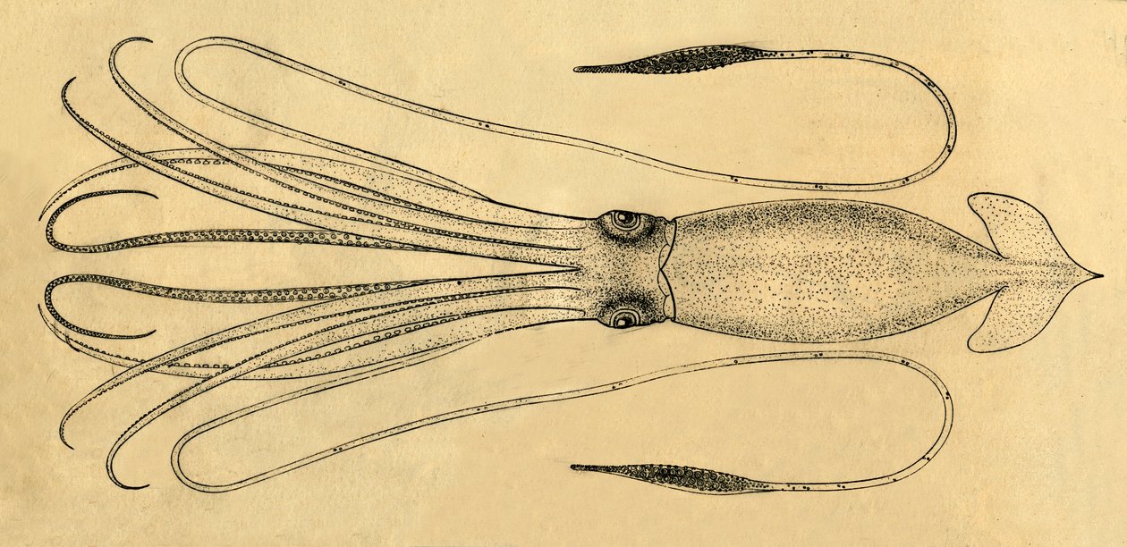 Um diagrama da lula gigante, 1881. de Unbekannt