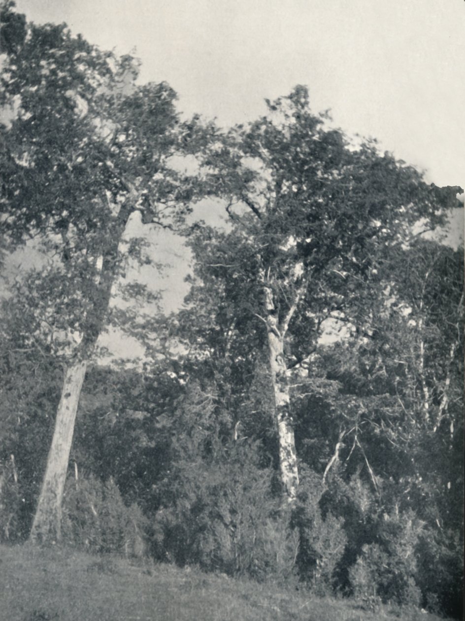 Uma floresta de faia antártica em Temuco, 1911 de Unbekannt