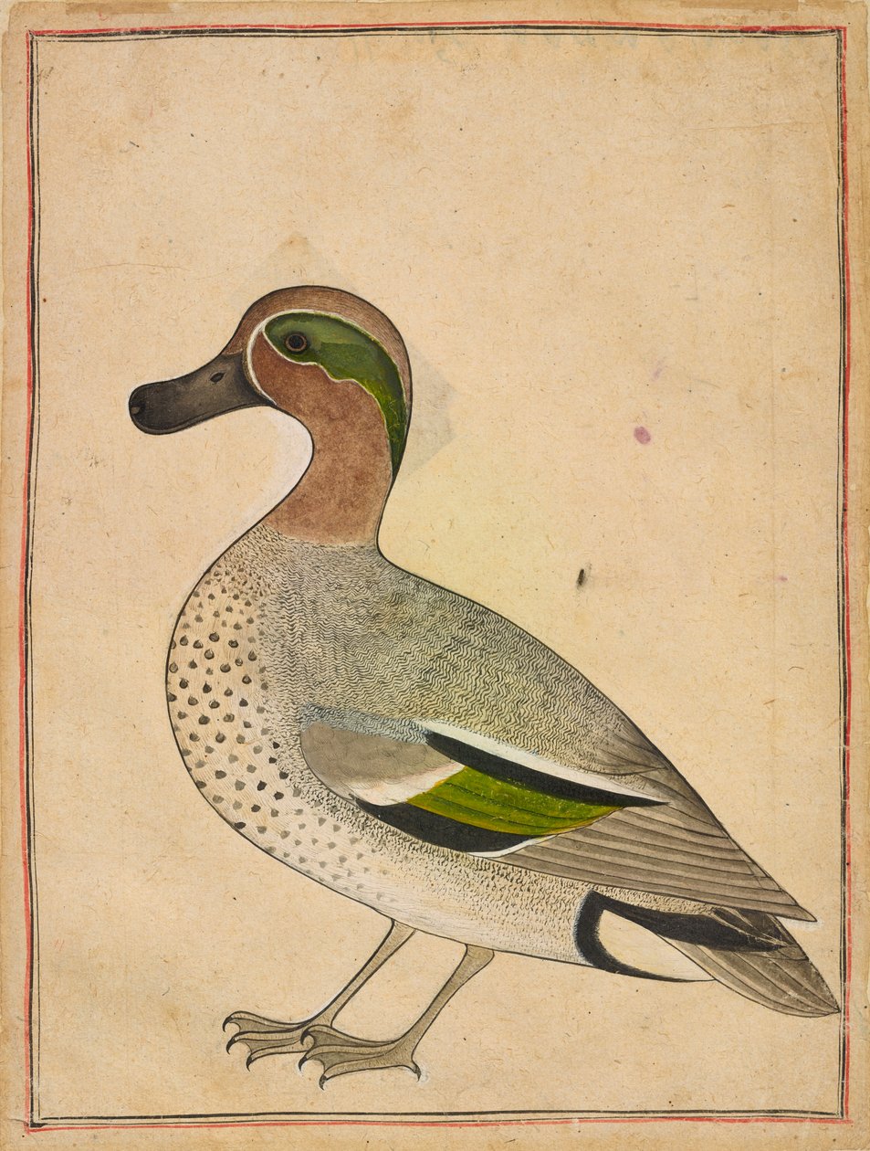 Uma cerceta de asas verdes, ca. 1730. de Unbekannt