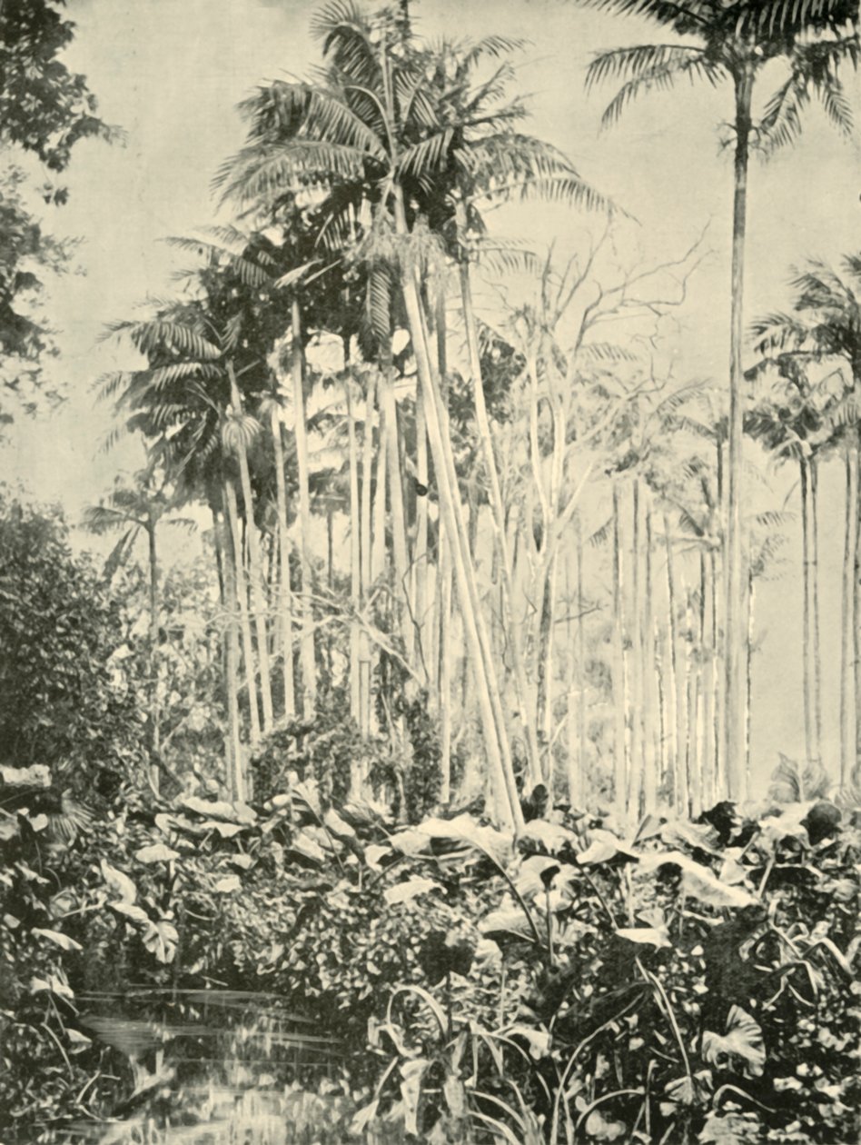 Um bosque de palmeiras, 1901. de Unbekannt