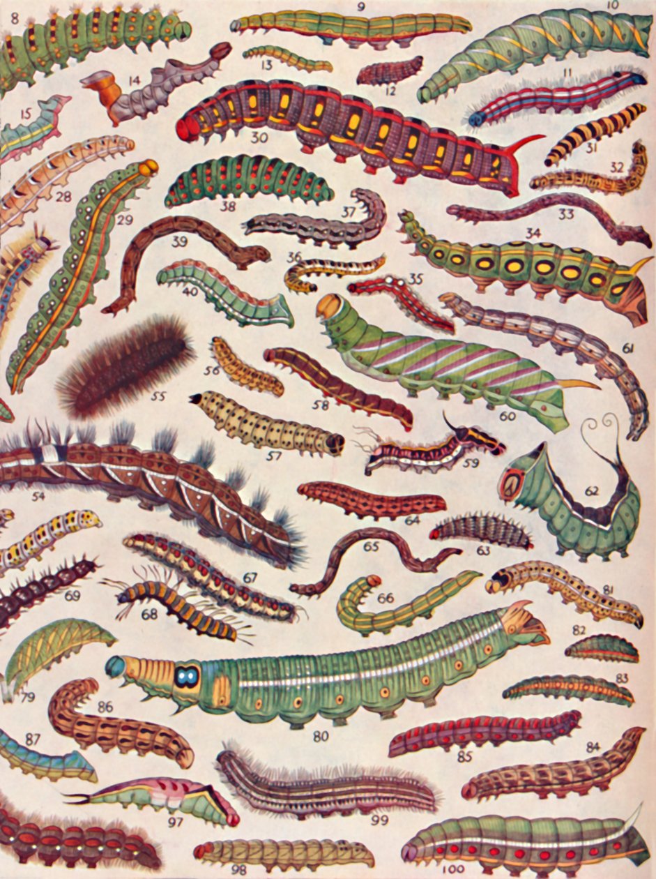 Centenas de Knds diferentes de lagartas de borboletas e mariposas, 1935 de Unbekannt
