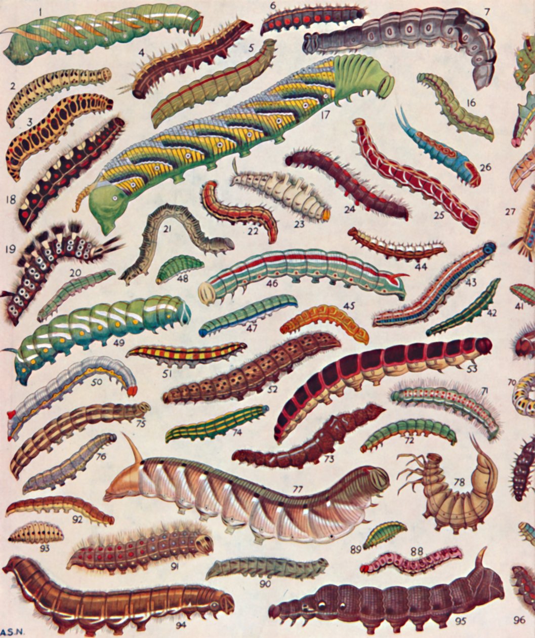 Centenas de Knds diferentes de lagartas de borboletas e mariposas, 1935 de Unbekannt