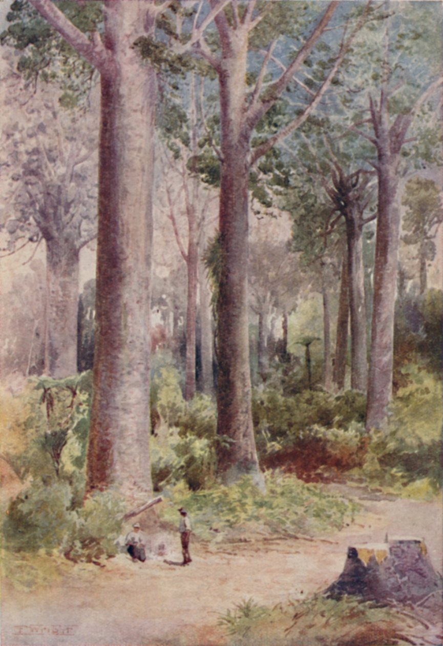 Floresta Kauri, 1923. de Unbekannt