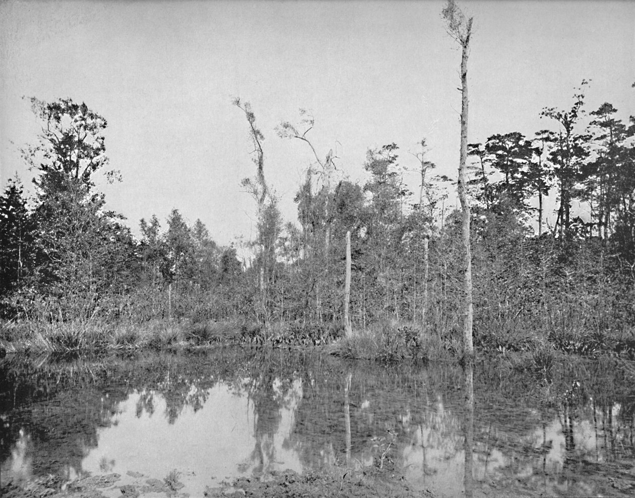Um pântano da Louisiana, c1897. de Unbekannt