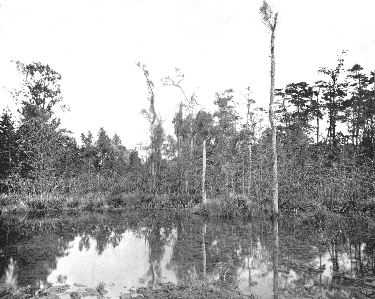 Um pântano da Louisiana, EUA, c1900. de Unbekannt