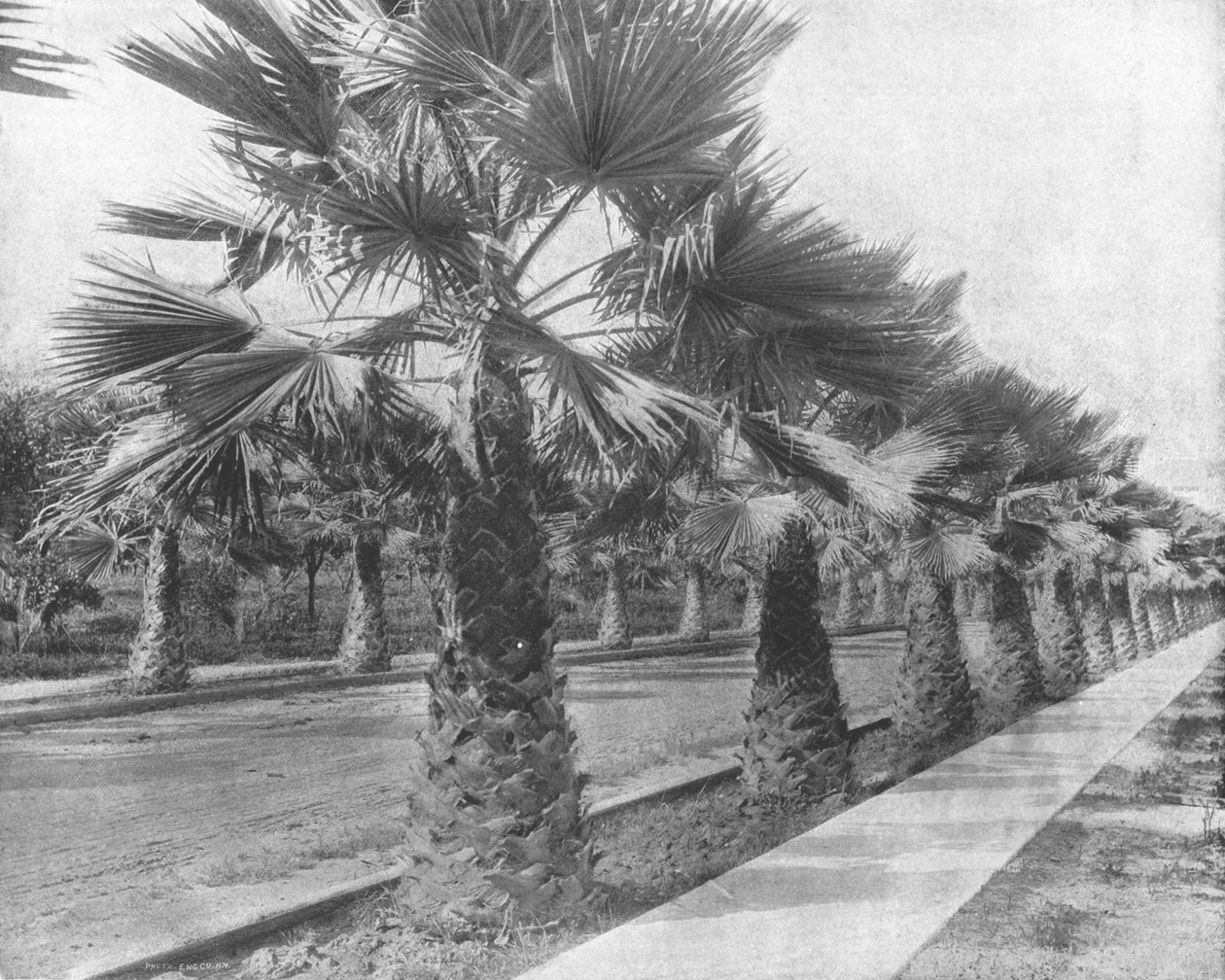 Palm Avenue, em Los Angeles, Califórnia, EUA, c1900. de Unbekannt
