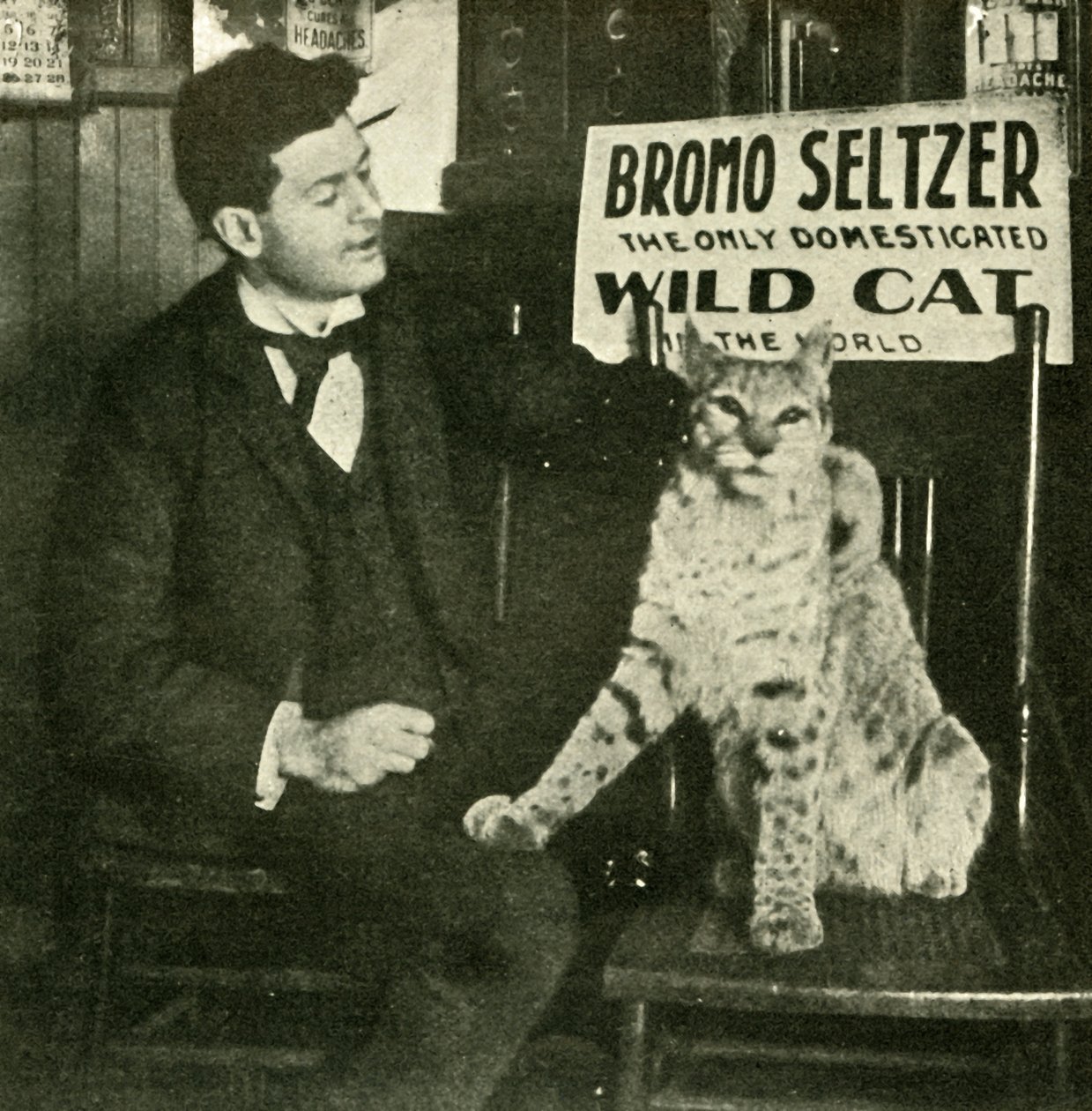 Um gato selvagem de estimação. de Unbekannt