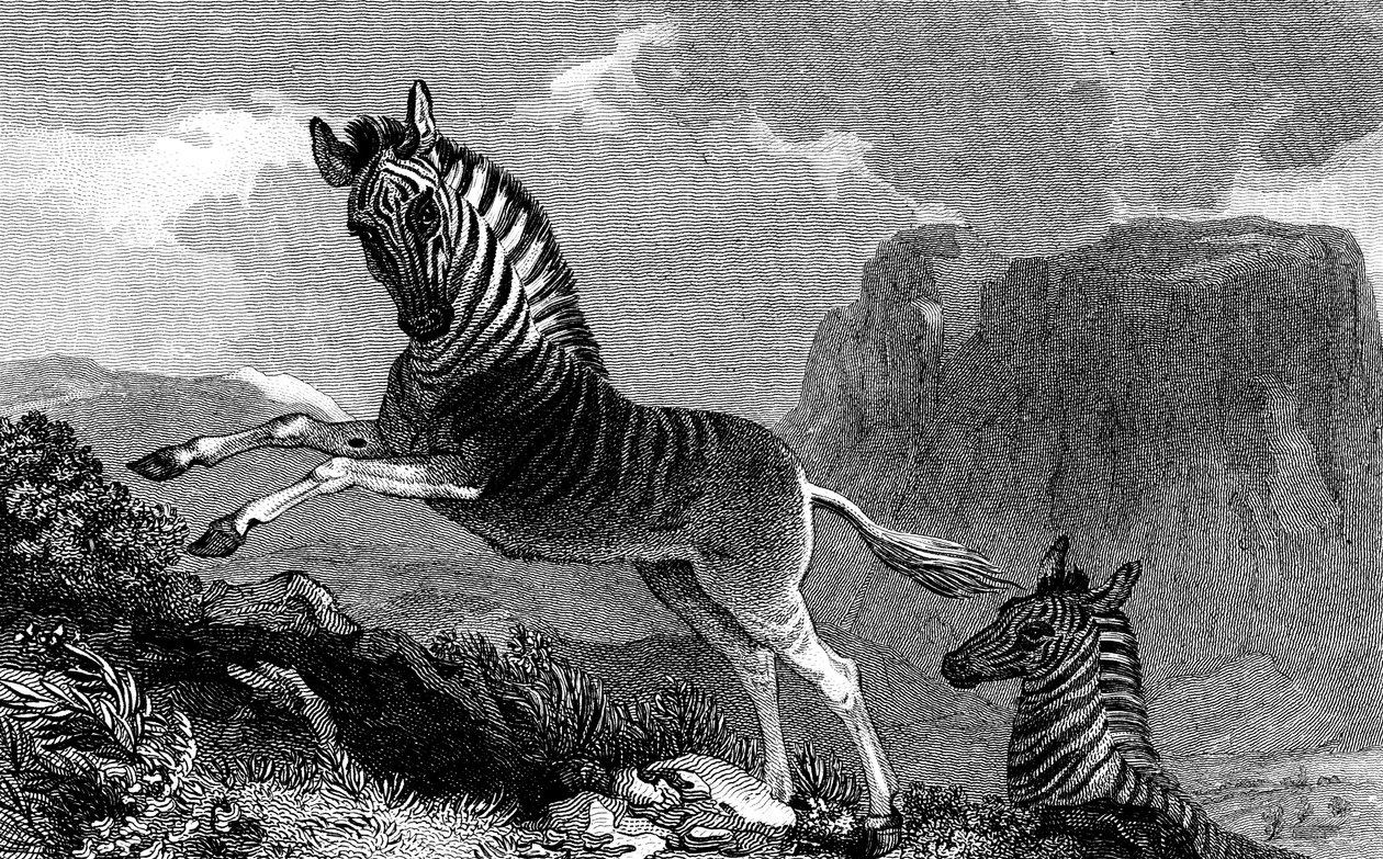 A Quagga, 1815 de Unbekannt