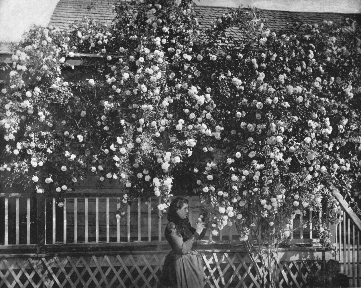 A Rose-Decked Home, sul da Califórnia, EUA, c1900. de Unbekannt