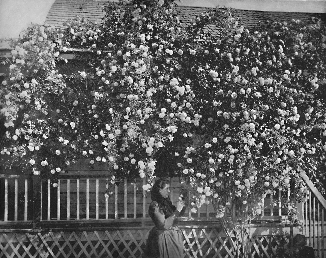 A Rose-Decked Home, sul da Califórnia, c1897. de Unbekannt
