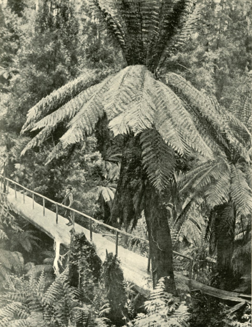 Uma ponte rústica, 1901. de Unbekannt