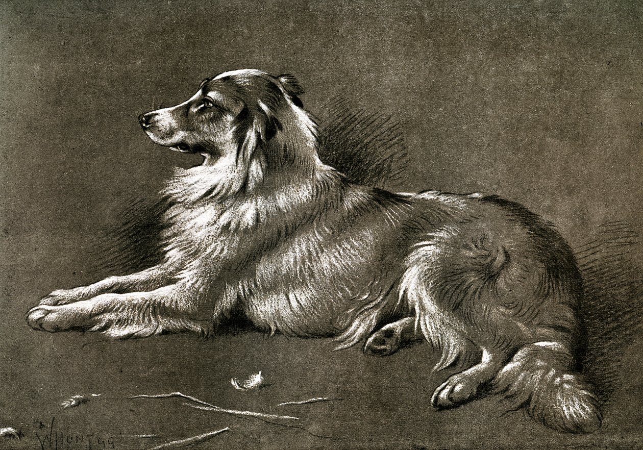 Um cão pastor, 1901 de Unbekannt