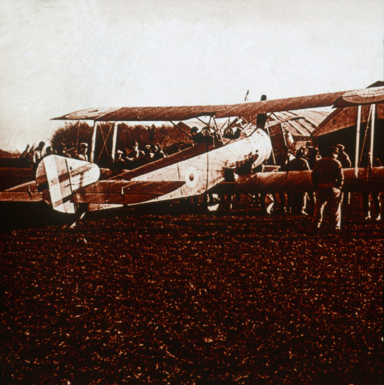 Um camelo de Sopwith, c1917-c1918 de Unbekannt