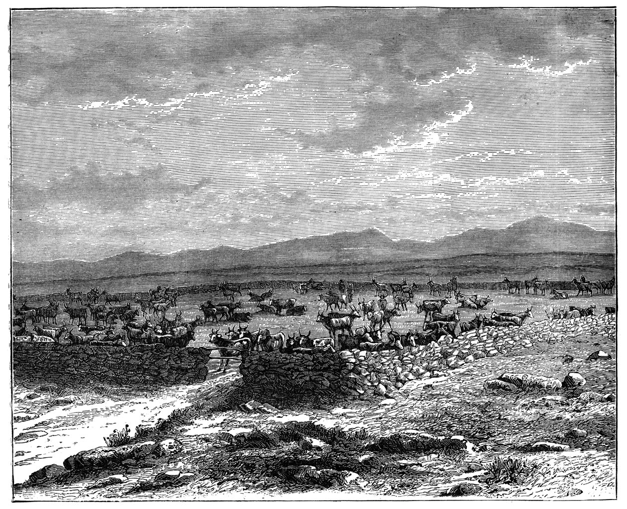 Um kraal de gado da África do Sul, c1890 de Unbekannt