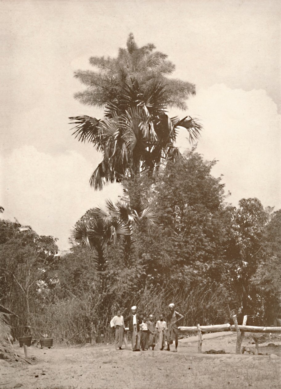 Uma palma de Talipot na flor, 1900. de Unbekannt