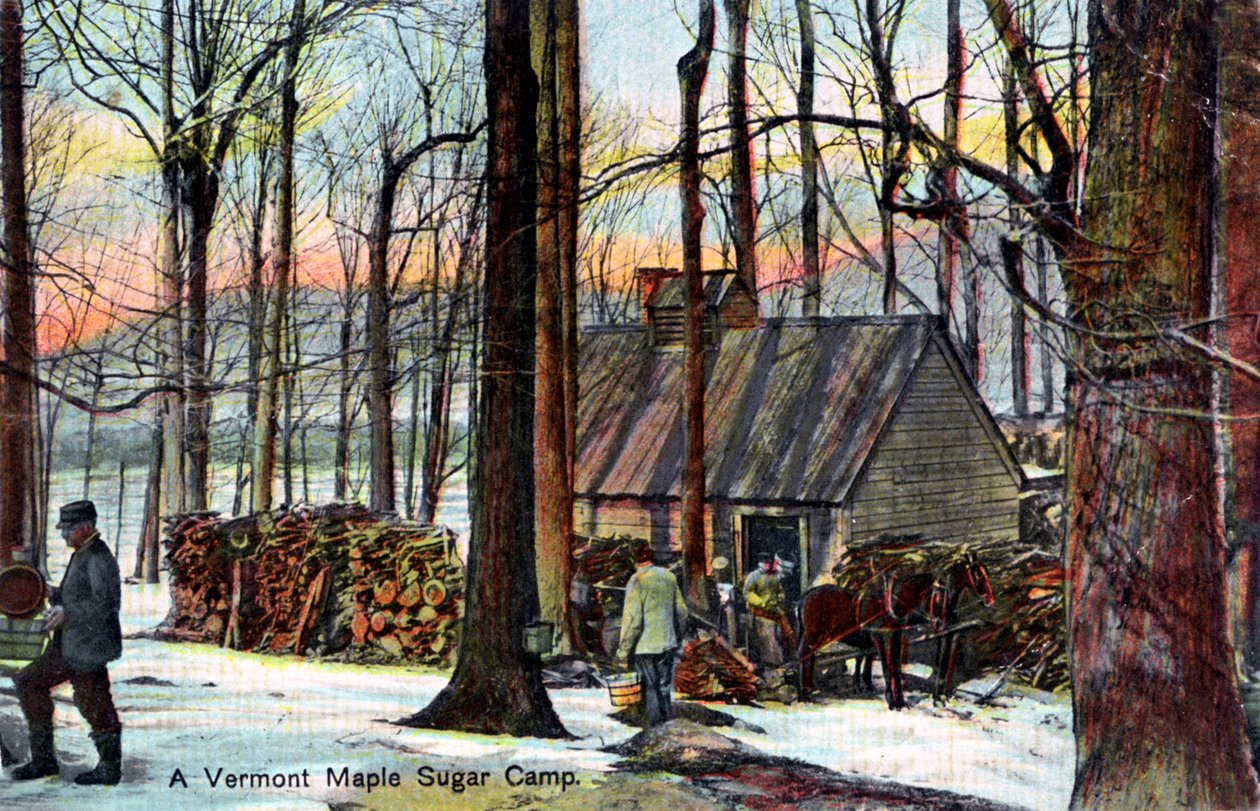 Um campo de açúcar de bordo de Vermont, EUA, início do século XX de Unbekannt