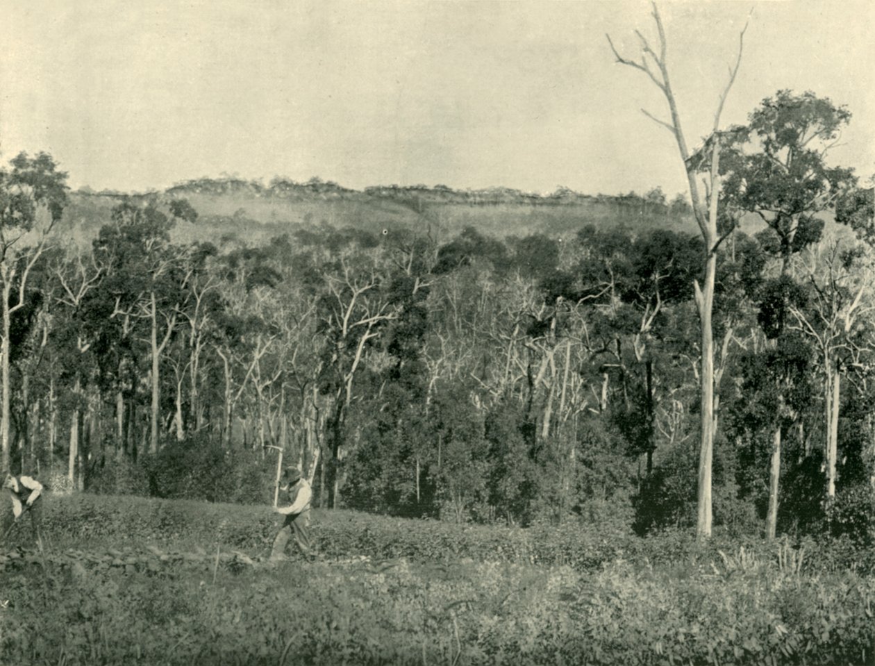 Uma fazenda de montanha vitoriana, 1901. de Unbekannt