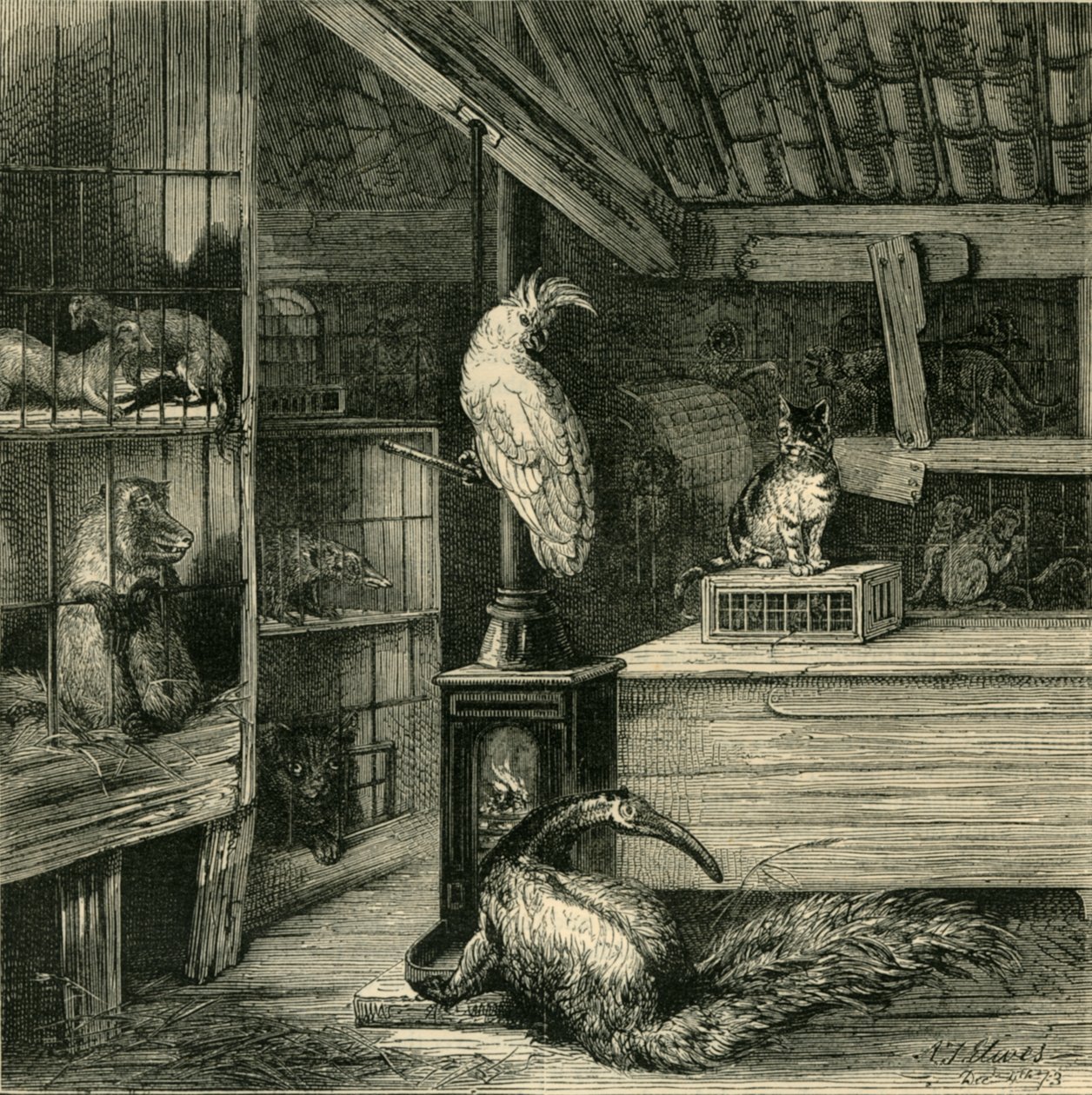 Uma loja de animais selvagens, c1873. de Unbekannt