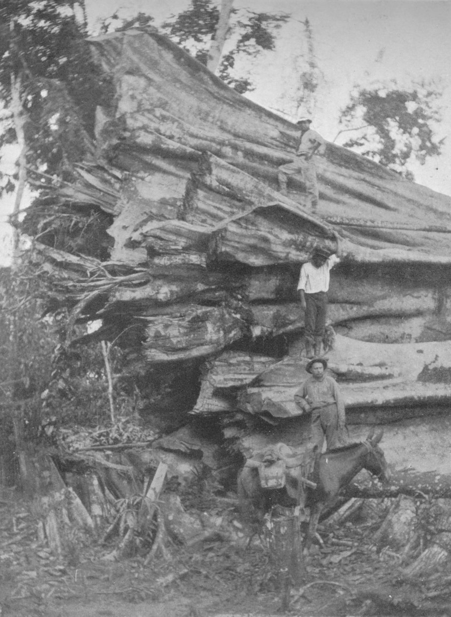 Grande parte da madeira brasileira, 1914 de Unbekannt