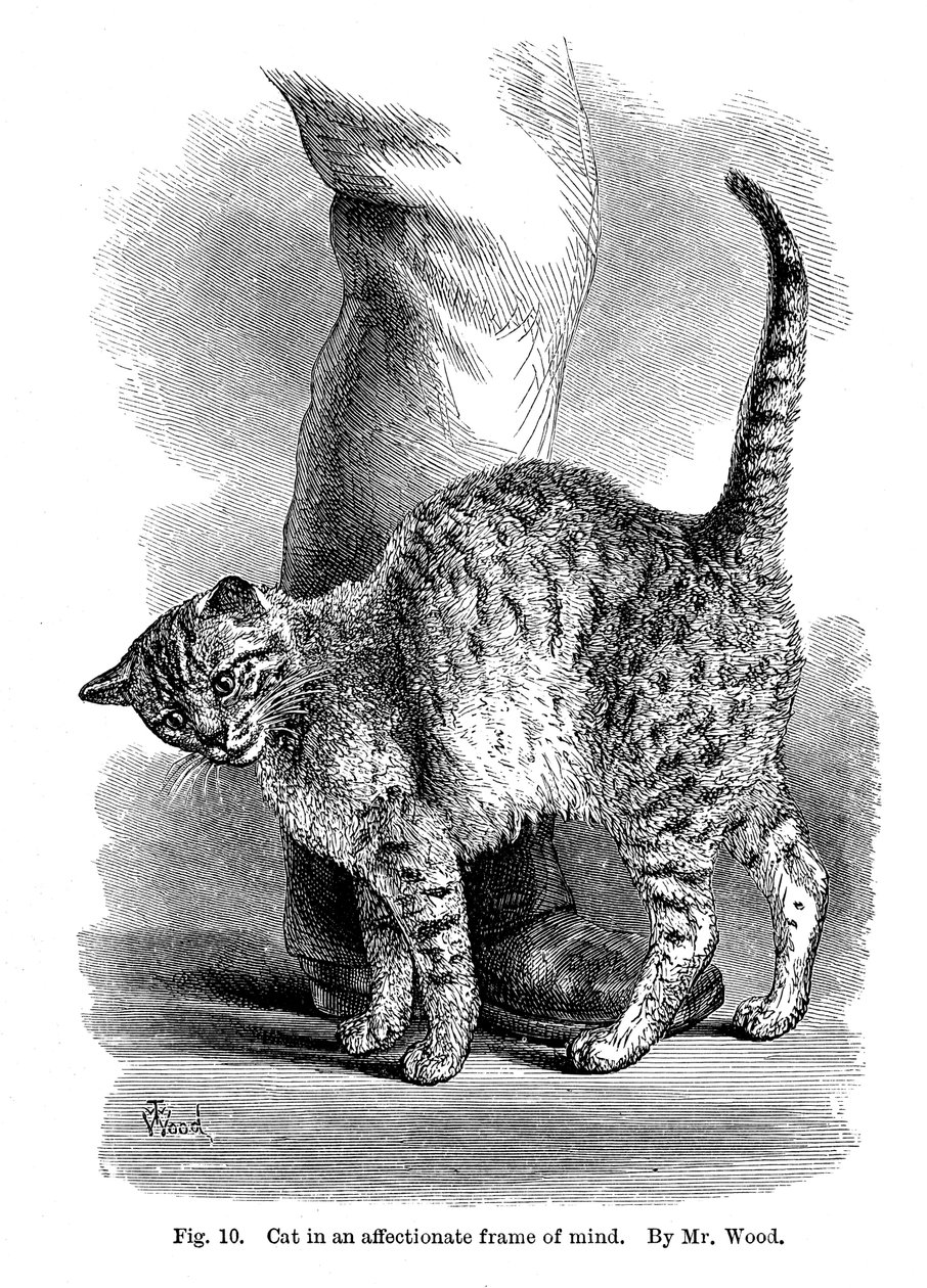 Um gato em uma mente afetuosa, de The Expression and Emotions in Man and Animals, 1872 de Unbekannt