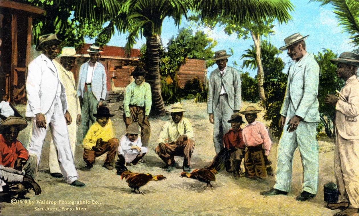 Uma briga de galos, Porto Rico, 1909 de Unbekannt