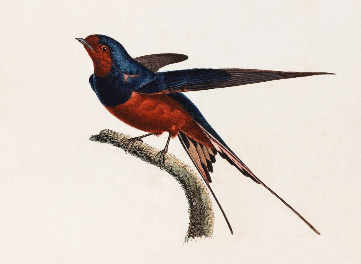Uma ilustração a cores de um pássaro castanho e azul de Unbekannt