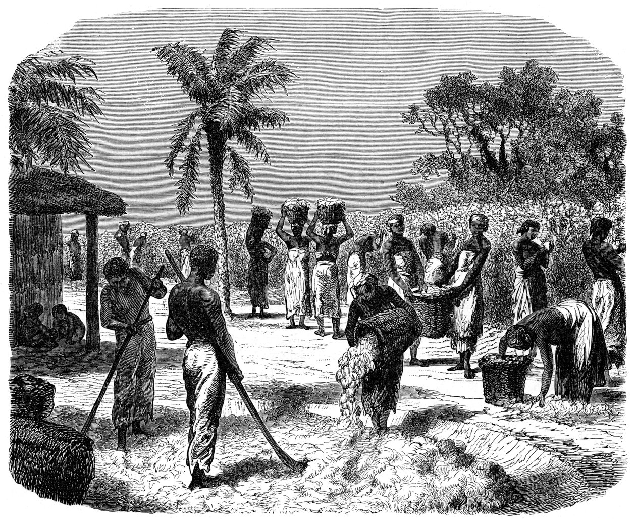 Uma plantação de algodão, c1880 de Unbekannt