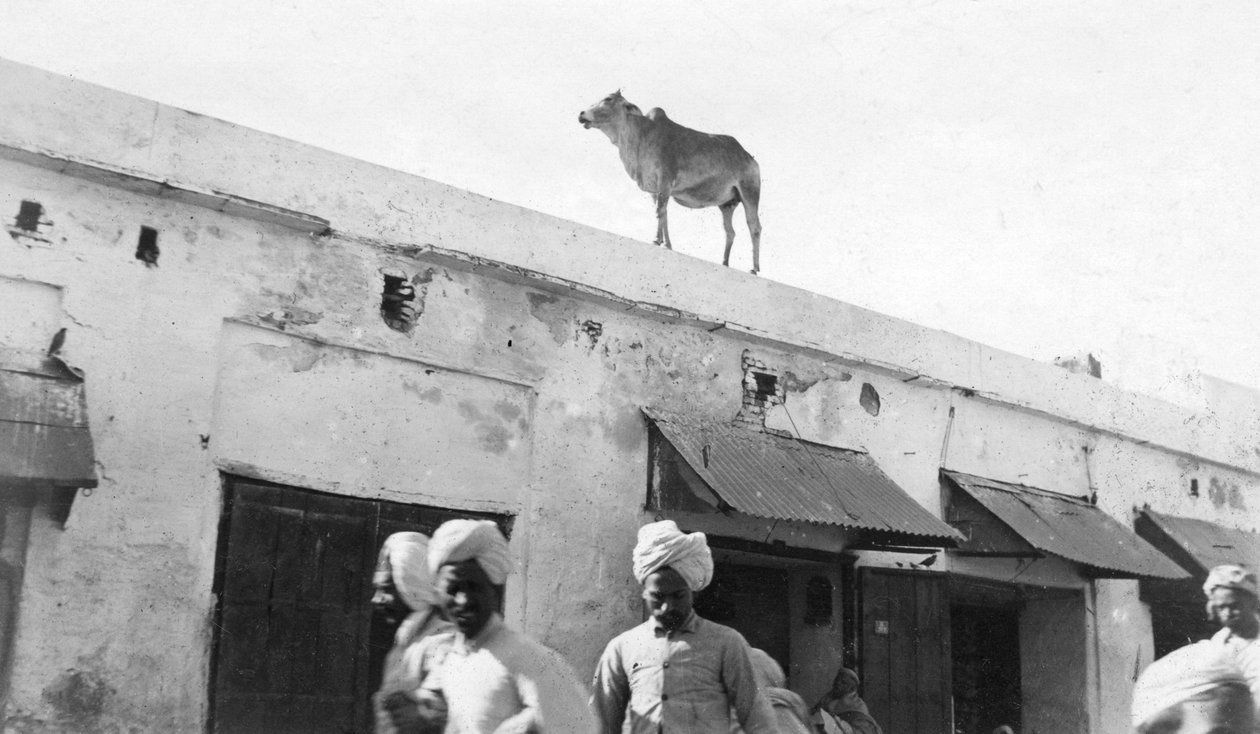 Uma vaca no telhado de um edifício, Nowshera, Índia, 1916-1917 de Unbekannt
