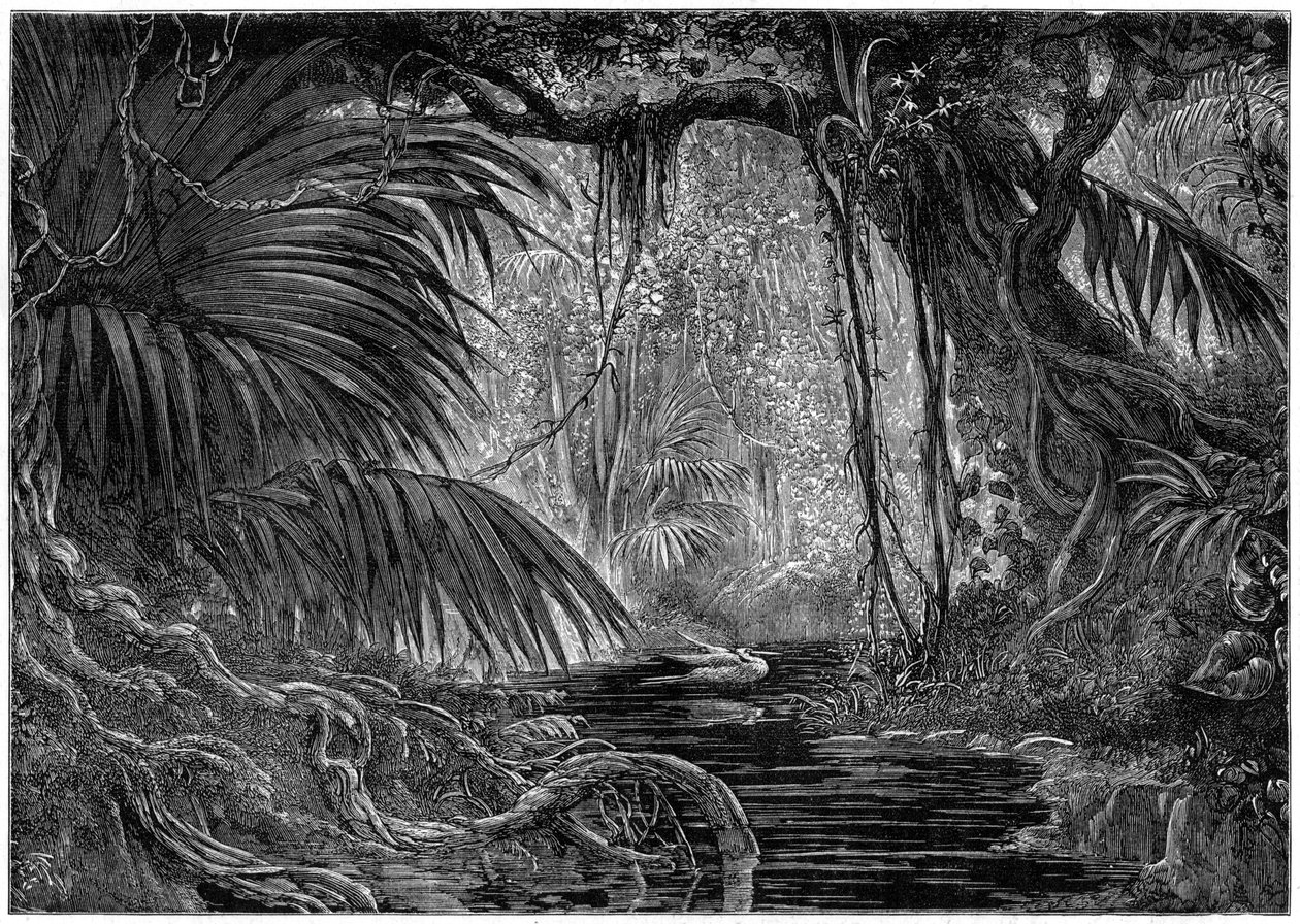 Uma cena de floresta no Peru, 1877 de Unbekannt