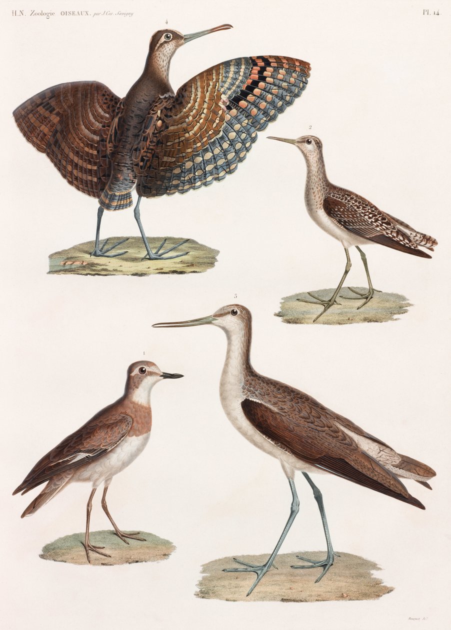 Uma série de ilustrações coloridas de aves em página inteira de Unbekannt
