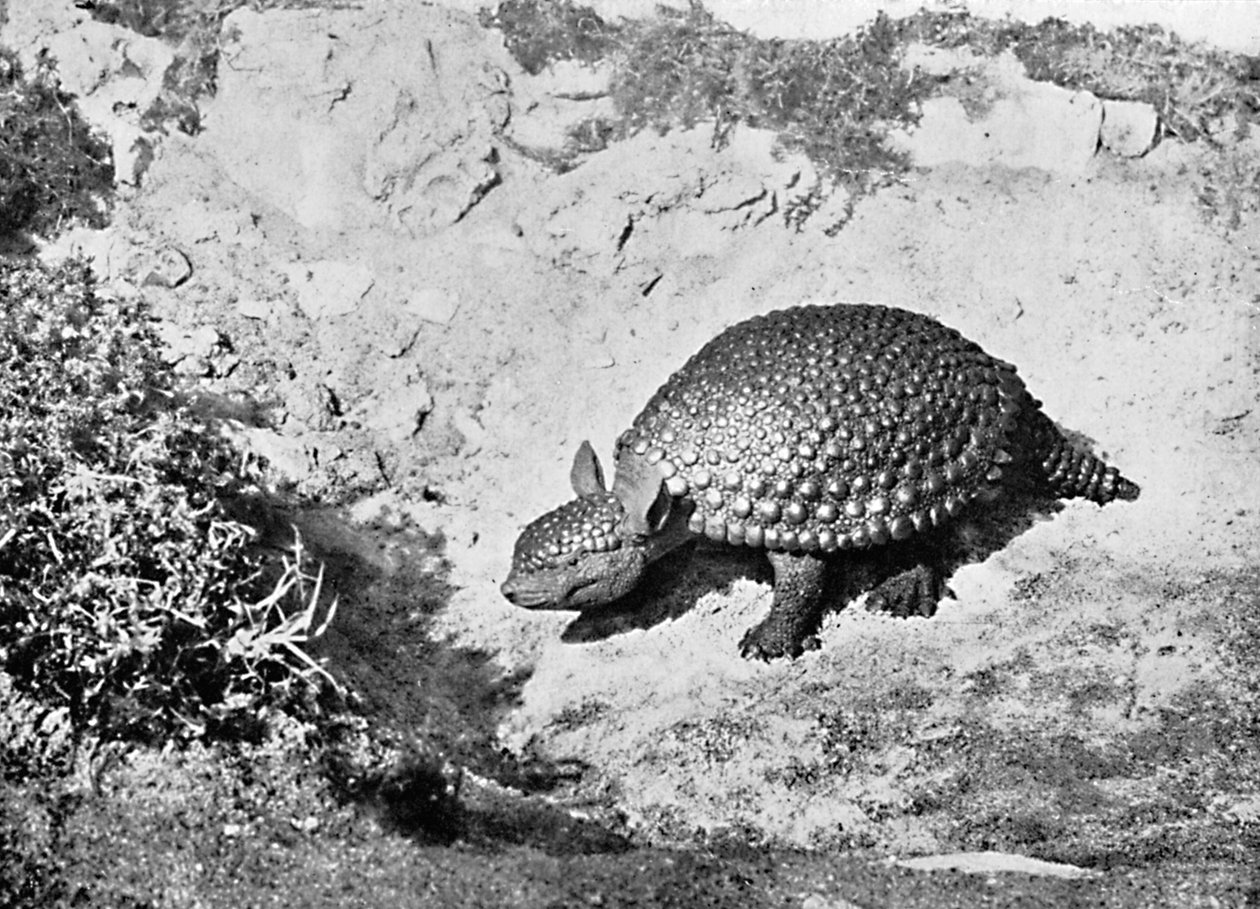 Um glyptodon, século 20 de Unbekannt