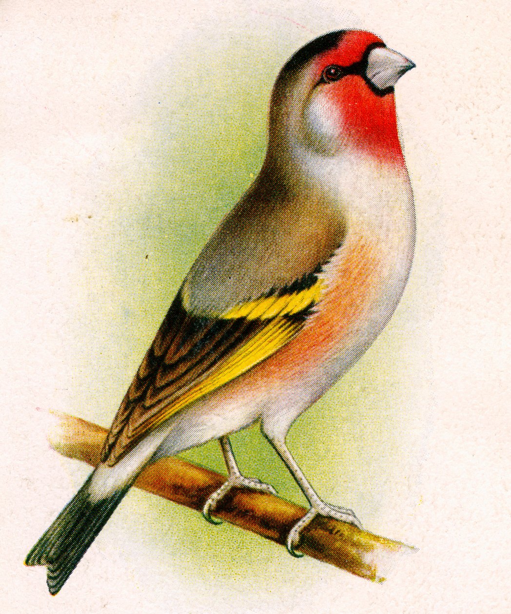 Um híbrido pintassilgo-bullfinch de Unbekannt