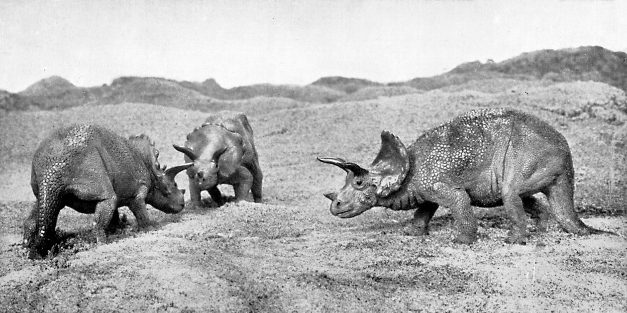 Um grupo de triceratops, século 20 de Unbekannt