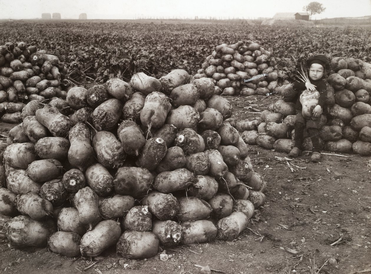 Uma garotinha com pilhas de nabos colhidos, perto de Landskrona, Suécia, 1910 de Unbekannt