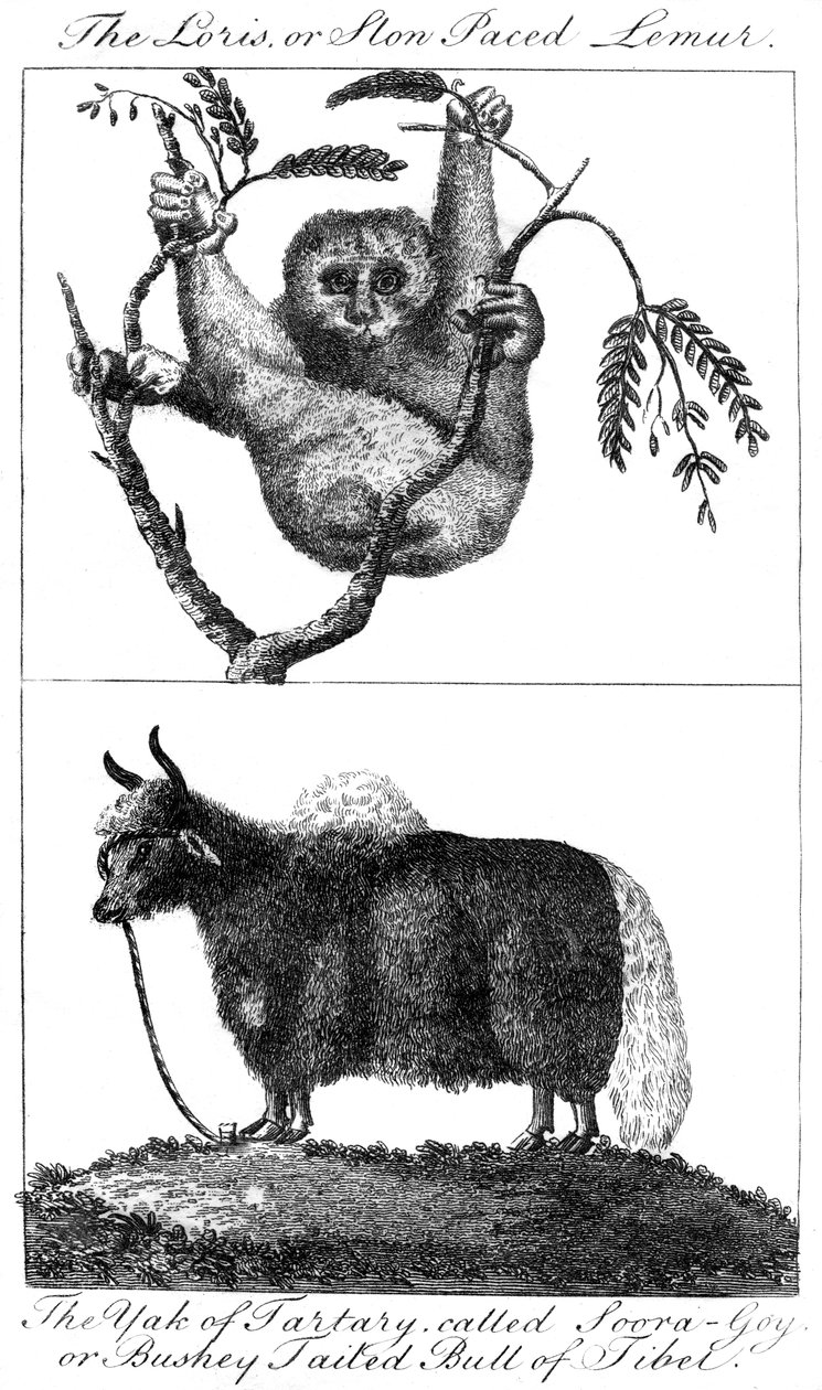 Um loris e um iaque, 1799 de Unbekannt