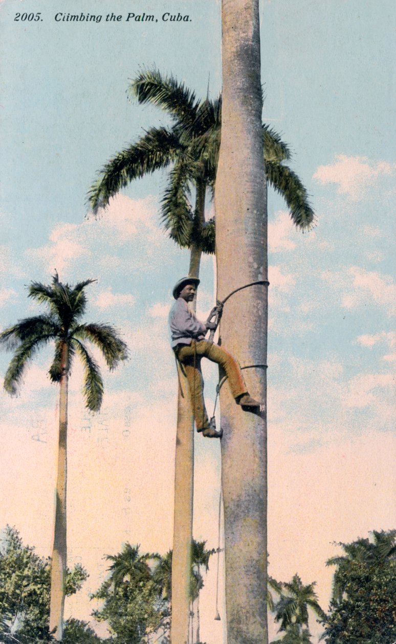 Um homem escalando uma palmeira, Cuba, 1911 de Unbekannt
