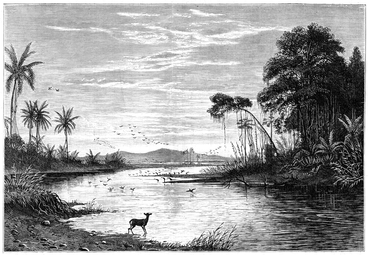 Uma cena do rio na Venezuela, 1877 de Unbekannt