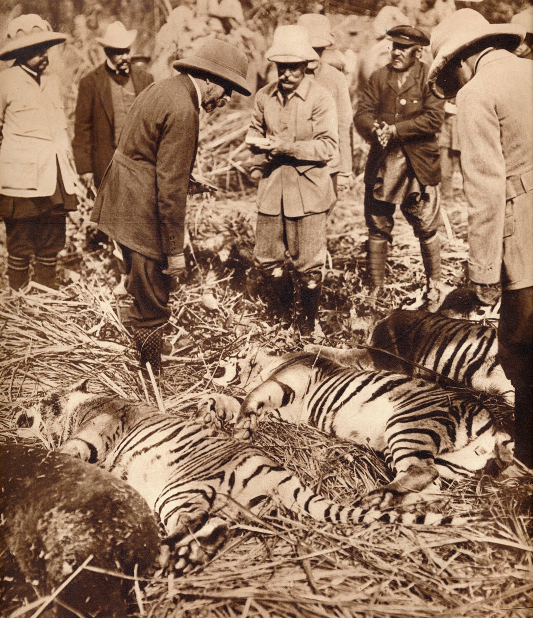 Um saco real de tigres, 1911 1935. de Unbekannt