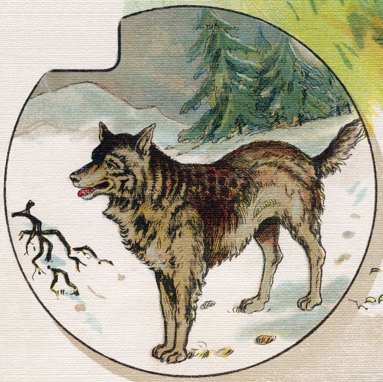 Um lobo na neve. Gravação em "ABC L