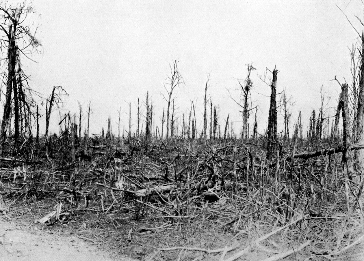 Uma madeira na área de Somme, França, 1916, c1920 de Unbekannt