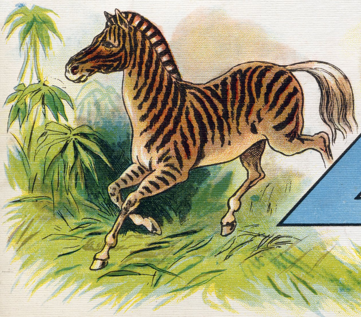 Uma zebra. Gravação em "ABC L