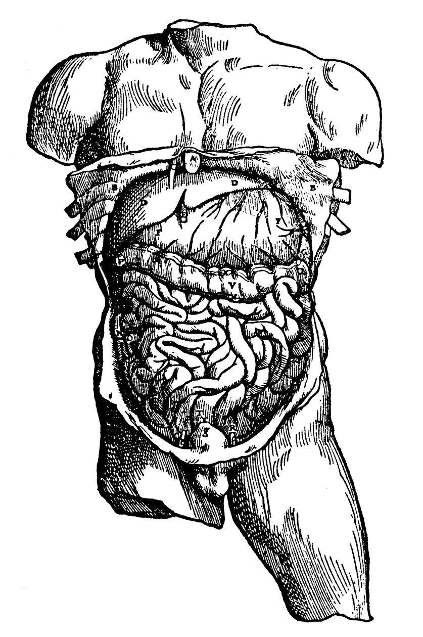 Cavidade abdominal e seu conteúdo, 1543 de Unbekannt