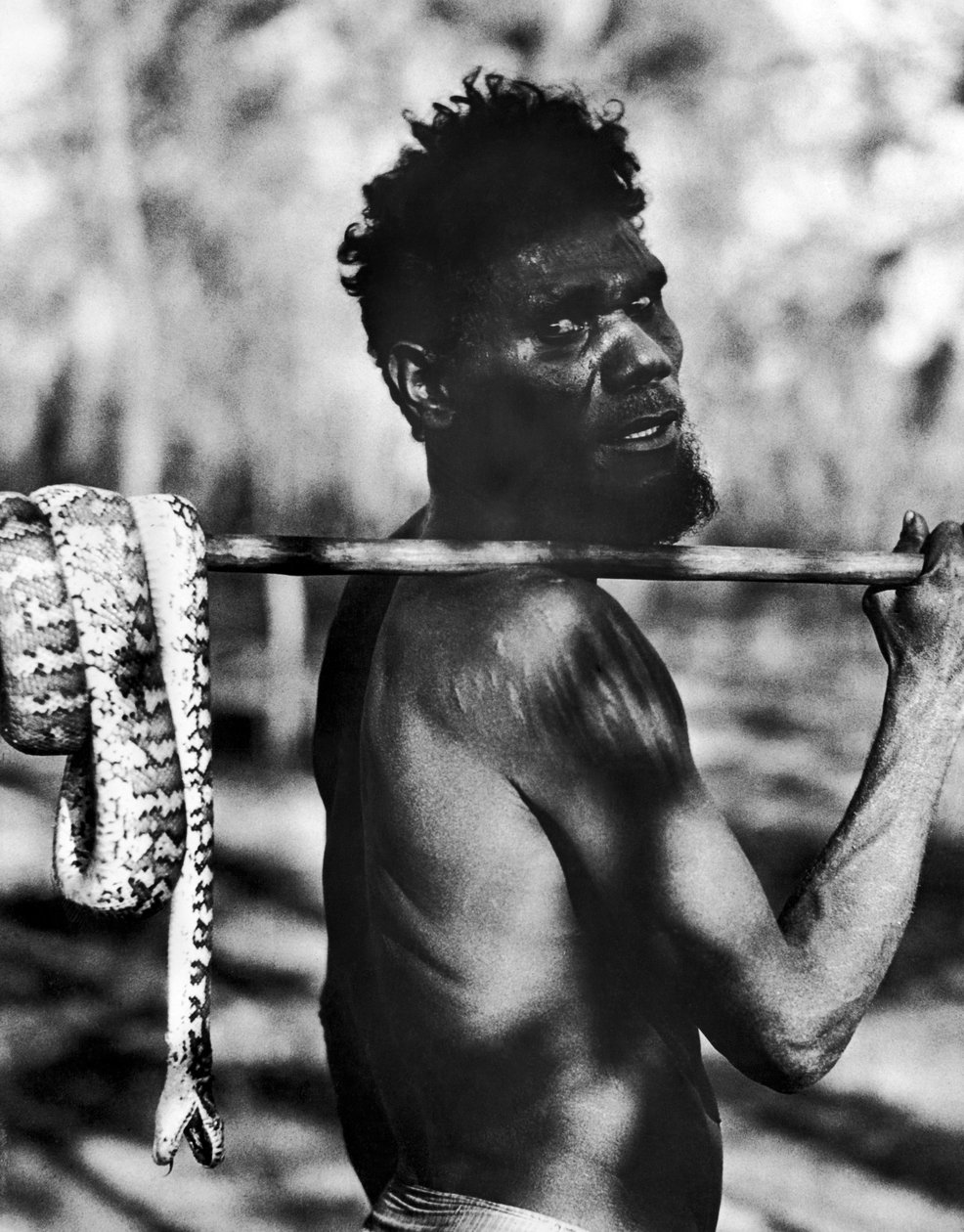 Aborígene com Cobra (foto a p/b) de Unbekannt