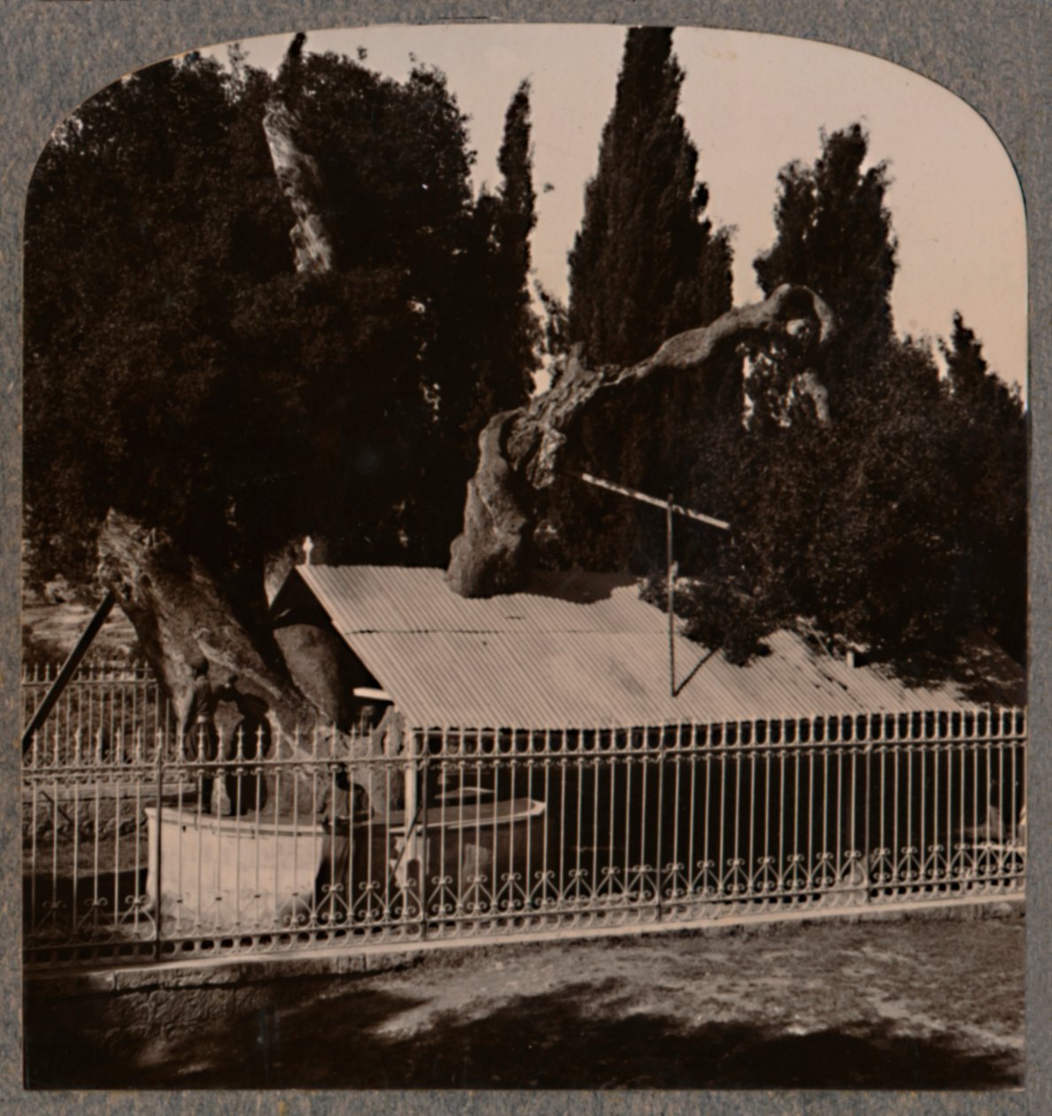 Abrahams Oak em Hebron, c1900 de Unbekannt