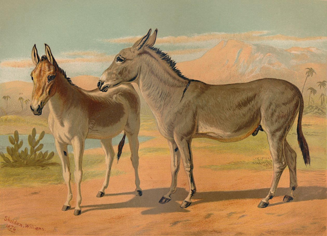 Burro masculino selvagem abissínio e onagro indiano fêmea, c1879. de Unbekannt