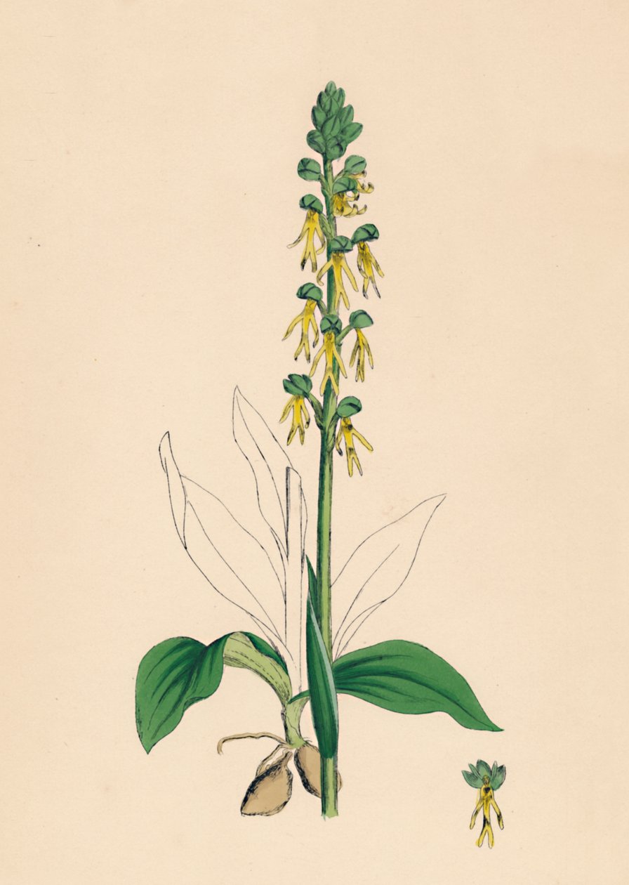 Aceras anthropophora. Homem Orchis, século XIX de Unbekannt