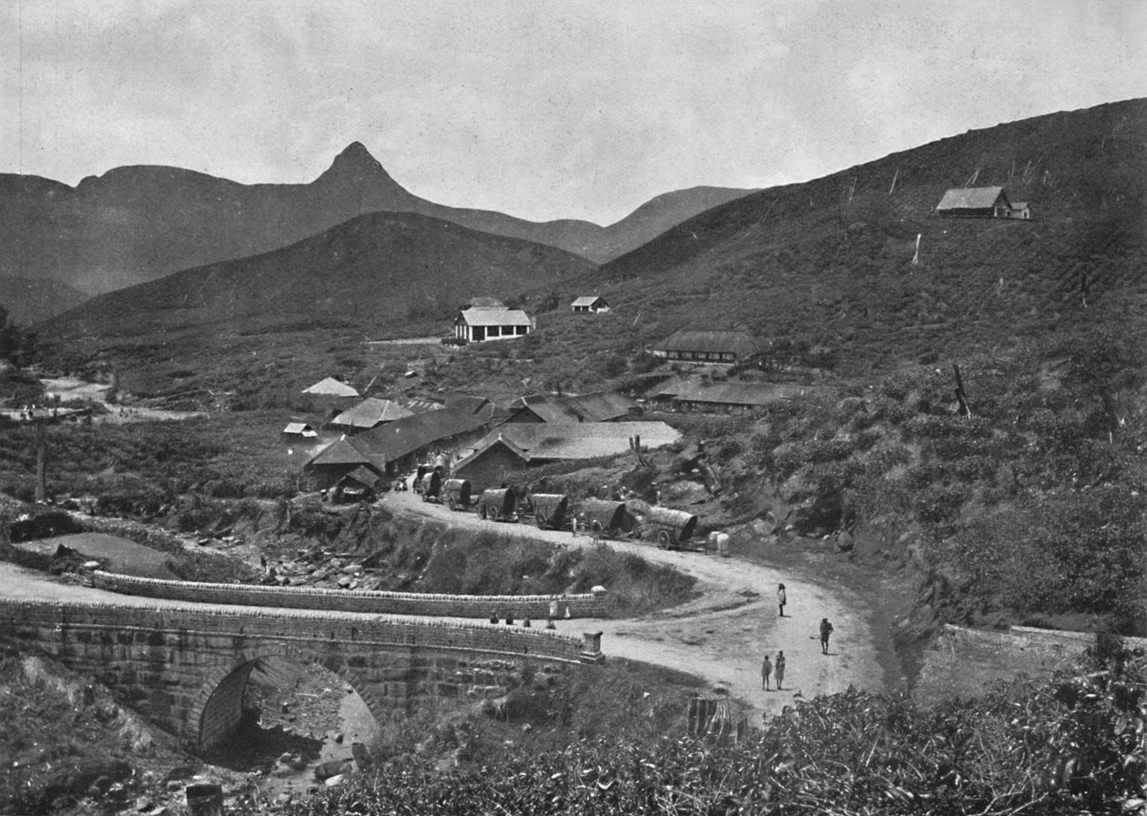 Plantação de chá Adamspik e Brownlow, 1926 de Unbekannt
