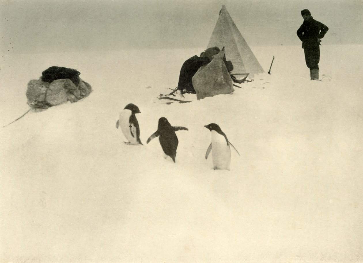 Os pinguins de Adélia visitam um acampamento c1908, 1909. de Unbekannt