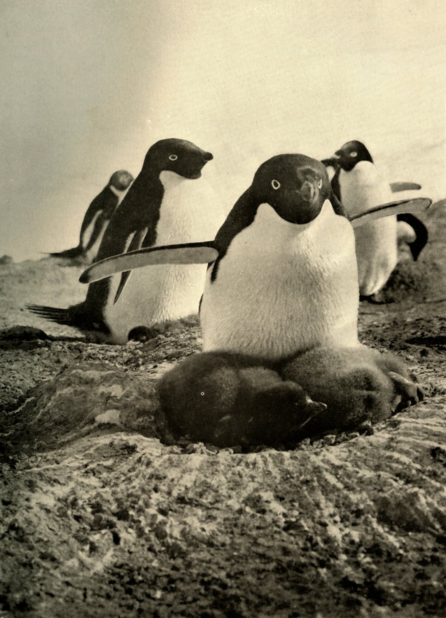 Adelie tentando ser mãe de um casal bem-crescido, c1908, 1909. de Unbekannt
